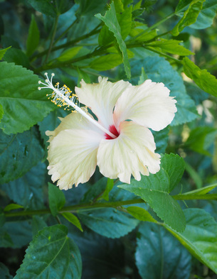 Hibiscus © pkancha